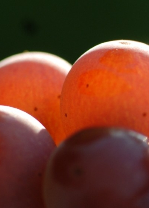 Souvignier gris ANT 0336b